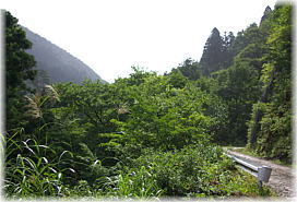 画像：源太寺跡の姥杉（遠景：西から）