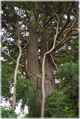 画像：八幡神社の天狗杉（背後から）