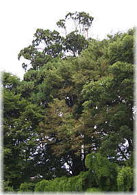 画像：八幡神社の天狗杉（樹冠部）