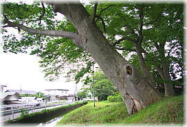 画像：白山八幡神社のケヤキ（No.1のケヤキ）