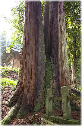 画像：畑町八幡神社のスギ（下方から）