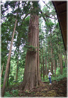 画像：広江八幡神社の大杉（幹と並ぶ）
