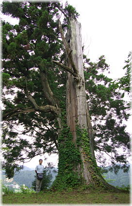 画像：古城山の姥杉