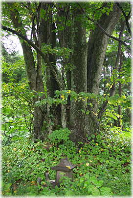 画像：稲荷様の大葉菩提樹
