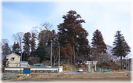 画像：石船神社の杉（遠景）