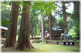画像：和泉神社のスギ（上から３段目の平面）