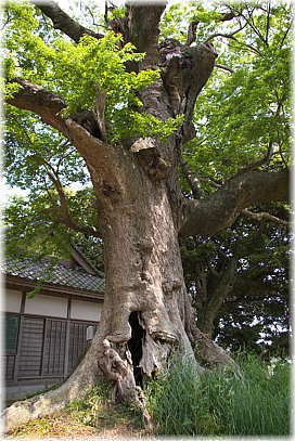 画像：諏訪神社のエノキ