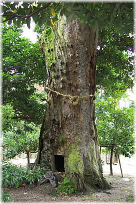 画像：鎌の宮神木（標記データの個体）