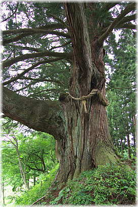 画像：枯木又の三本杉