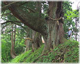 画像：枯木又の三本杉（幹と並ぶ）
