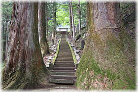 画像：加蘇山神社の杉（石段）