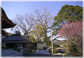画像：菊蓮寺のケヤキ（遠景）
