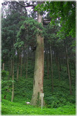 画像：古四王神社の杉