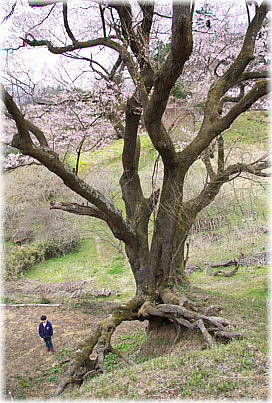画像：窪桜（少し俯瞰する位置から）