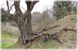 画像：窪桜（浮き上がった根が横に伸びる）