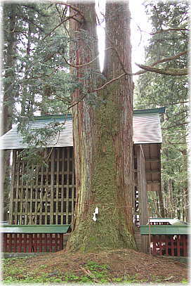 画像：黒川神社の夫婦杉
