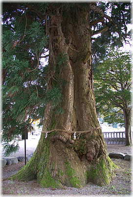 画像：村上神社の杉