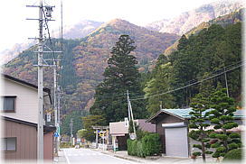 画像：村上神社の杉（遠景）