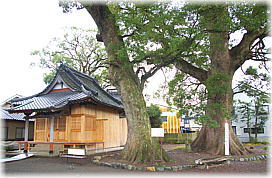 画像：稲荷神社のクスノキ