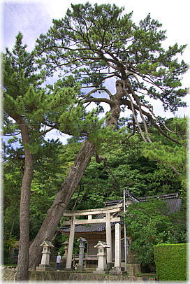 画像：南志見住吉神社の松（全景）