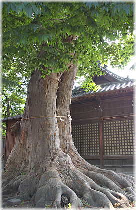 画像：中日野神社のケヤキ