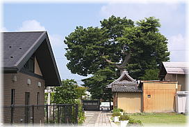 画像：中日野神社のケヤキ（全景）