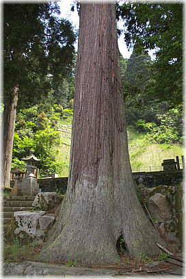 画像：白山神社の大杉