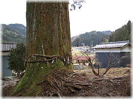 画像：野入神社のスギ