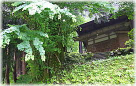 画像：野地八幡神社のカツラ_2