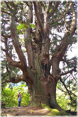 画像：温泉神社の大杉（幹と並ぶ）