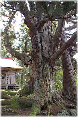 画像：温泉神社の大杉