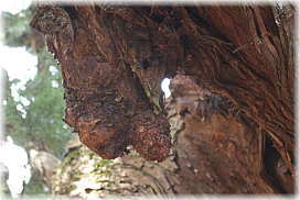 画像：温泉神社の大杉（気根状の突起）