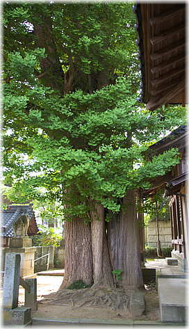 画像：大鳥神社の大銀杏