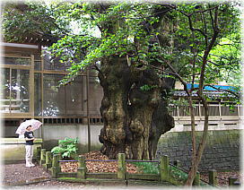 画像：狭野神社のスダジイ（幹と並ぶ）