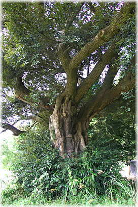 画像：里の与兵衛の椎の木