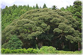 画像：里の与兵衛の椎の木（全景）