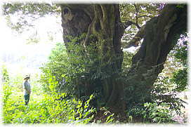 画像：里の与兵衛の椎の木（幹と並ぶ）