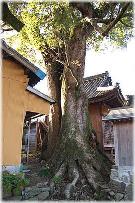 画像：関川神社のクスノキ
