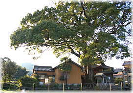 画像：関川神社のクスノキ（全景）