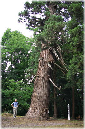 画像：白藤神社の姥杉（幹と並ぶ）