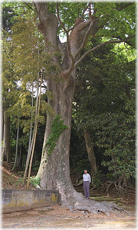 画像：松樹院のケヤキ（幹と並ぶ）