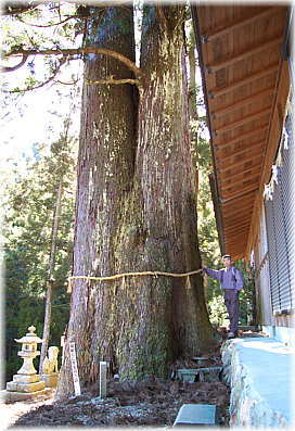 画像：須佐之男神社の綾杉（幹と並ぶ）