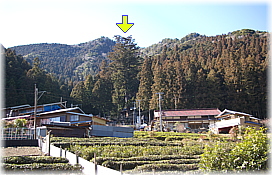 画像：須佐之男神社の綾杉（遠景）