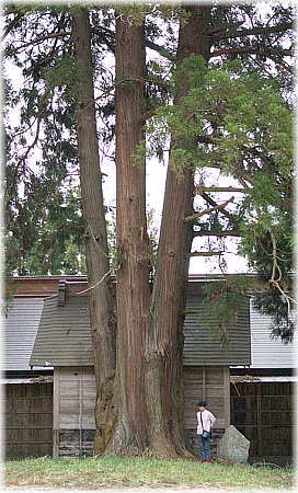 画像：諏訪神社の御神木（幹と並ぶ）