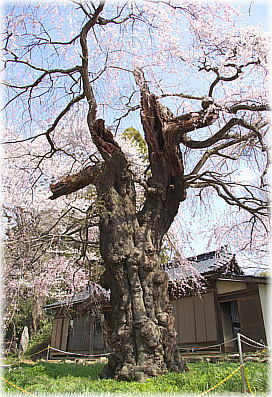 画像：諏訪山の桜