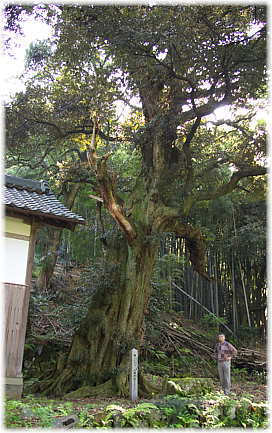 画像：谷八幡神社のスダジイ（幹と並ぶ）
