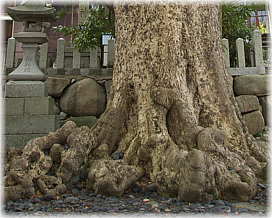 画像：利椋八幡神社のタブノキ（根の様子）