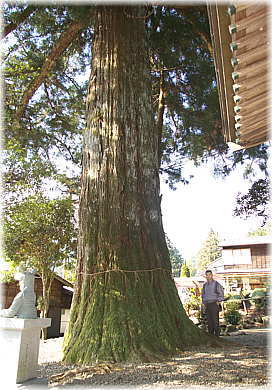 画像：浅間神社の鳥居杉（幹と並ぶ）