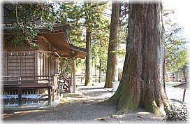 画像：浅間神社の鳥居杉