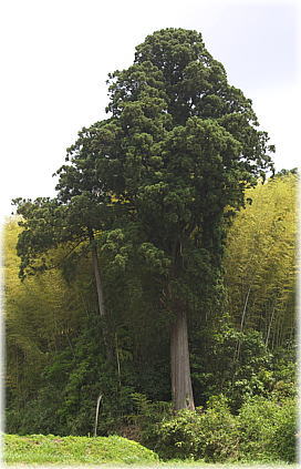画像：刀那神社の大杉（全景）